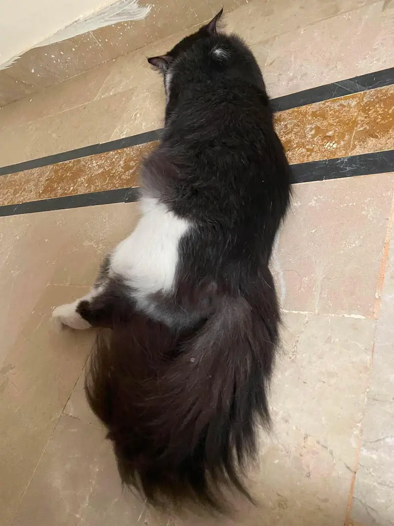 Turkish angora cat for sale — photo 2
