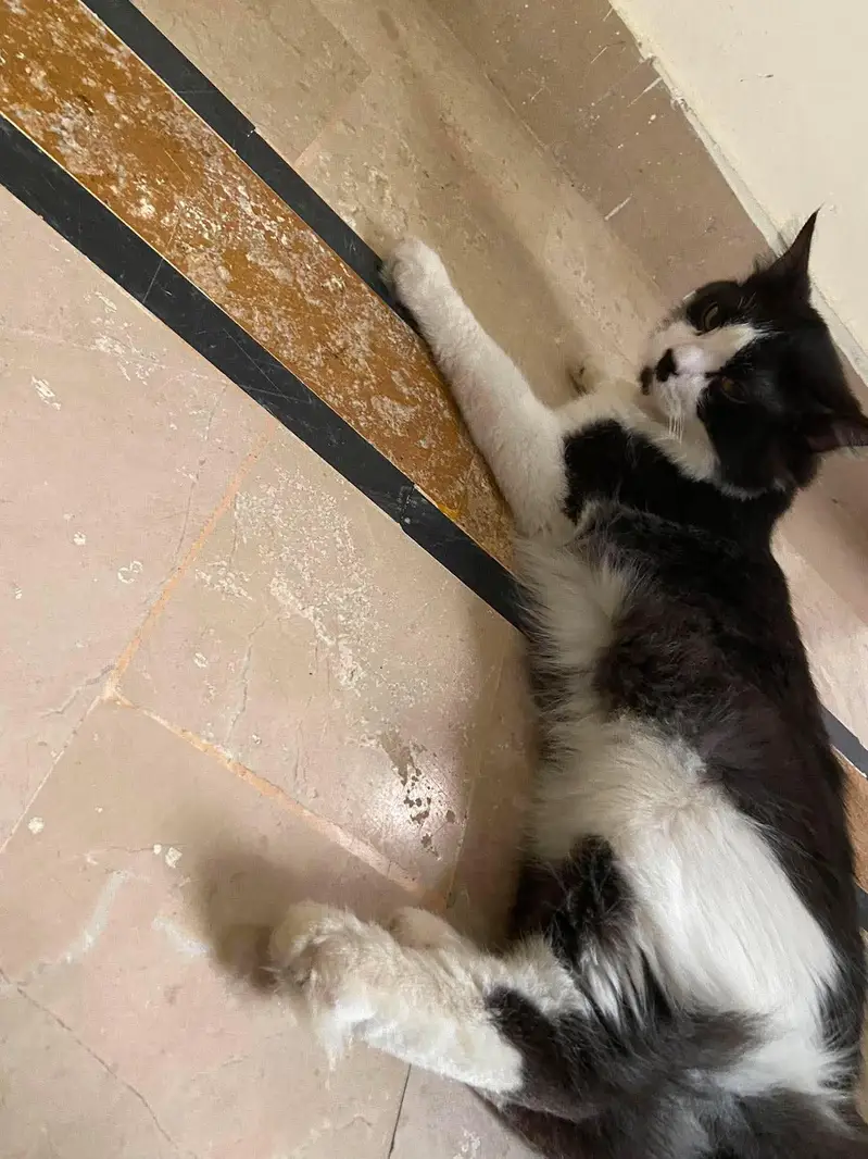 Turkish angora cat for sale — photo 3