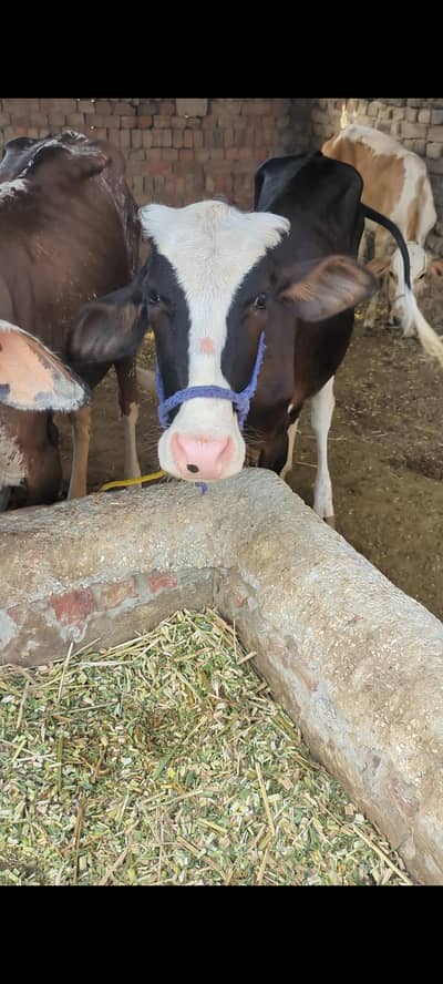 Bachri(Cow)for sale