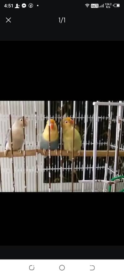 3 birds in 2400