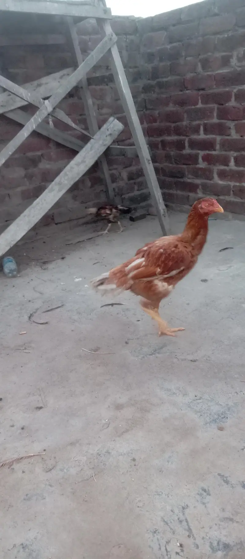 Sindhi aseel — photo 2