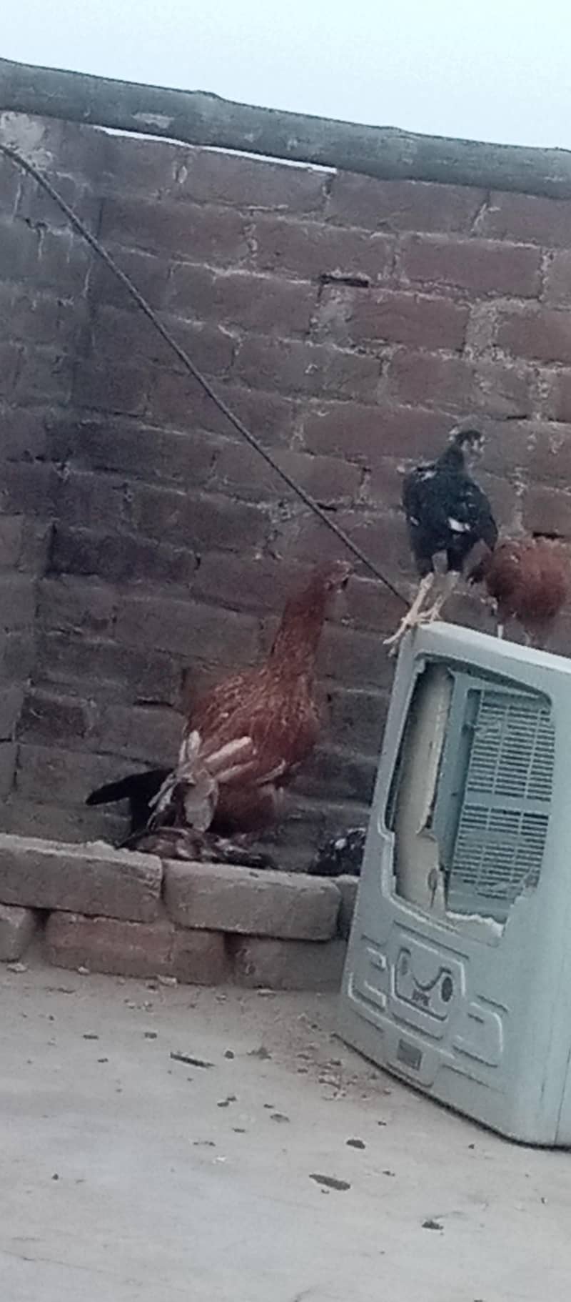 Sindhi aseel 2