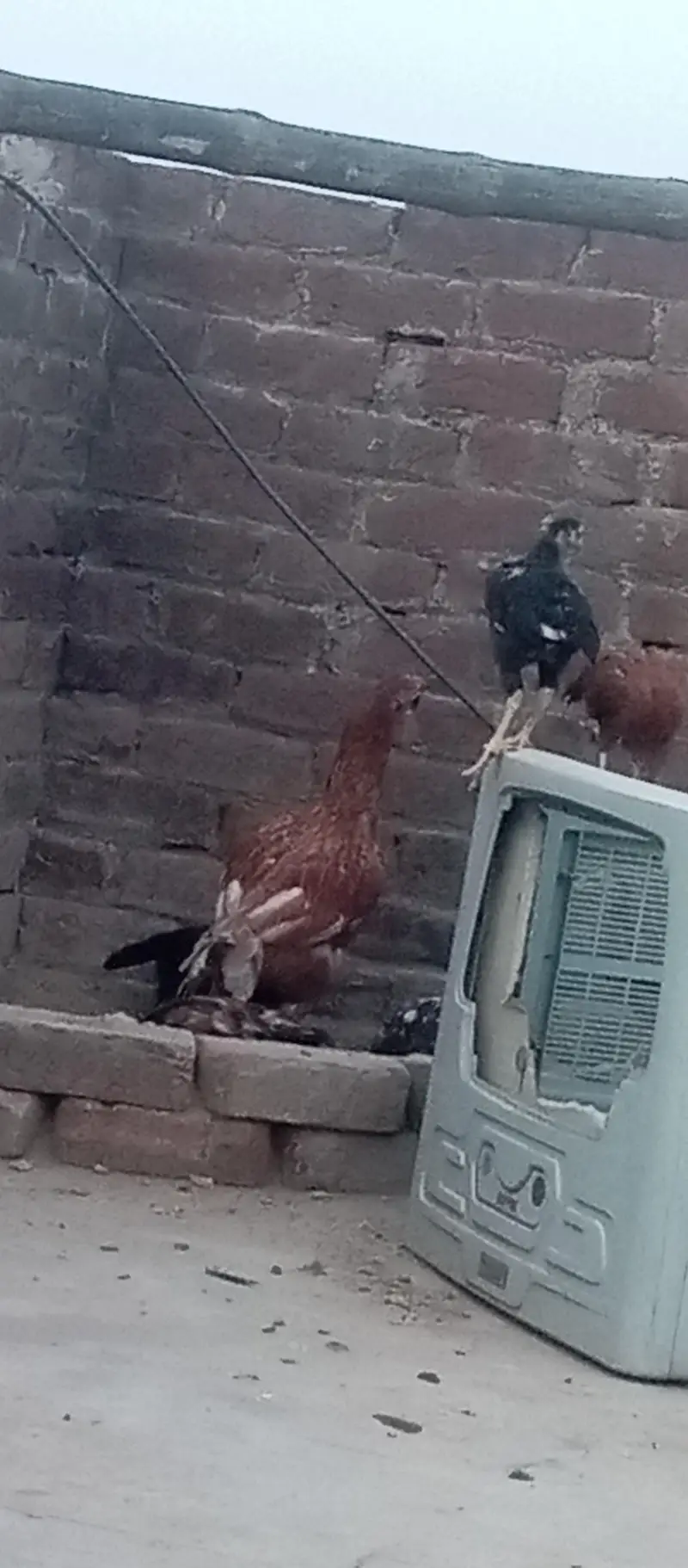 Sindhi aseel — photo 3