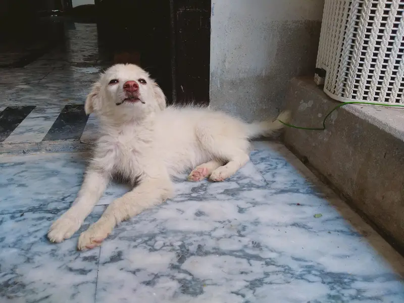 Russian dogs — photo 3
