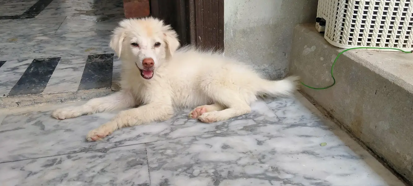 Russian dogs — photo 4