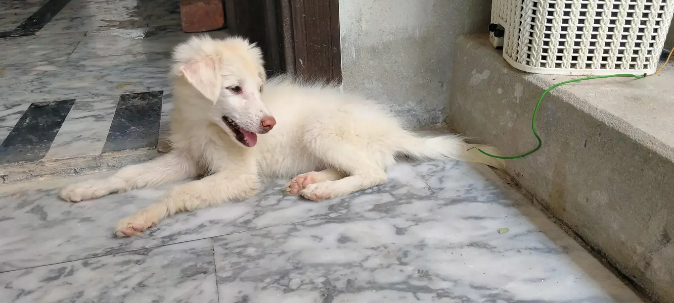Russian dogs — photo 5