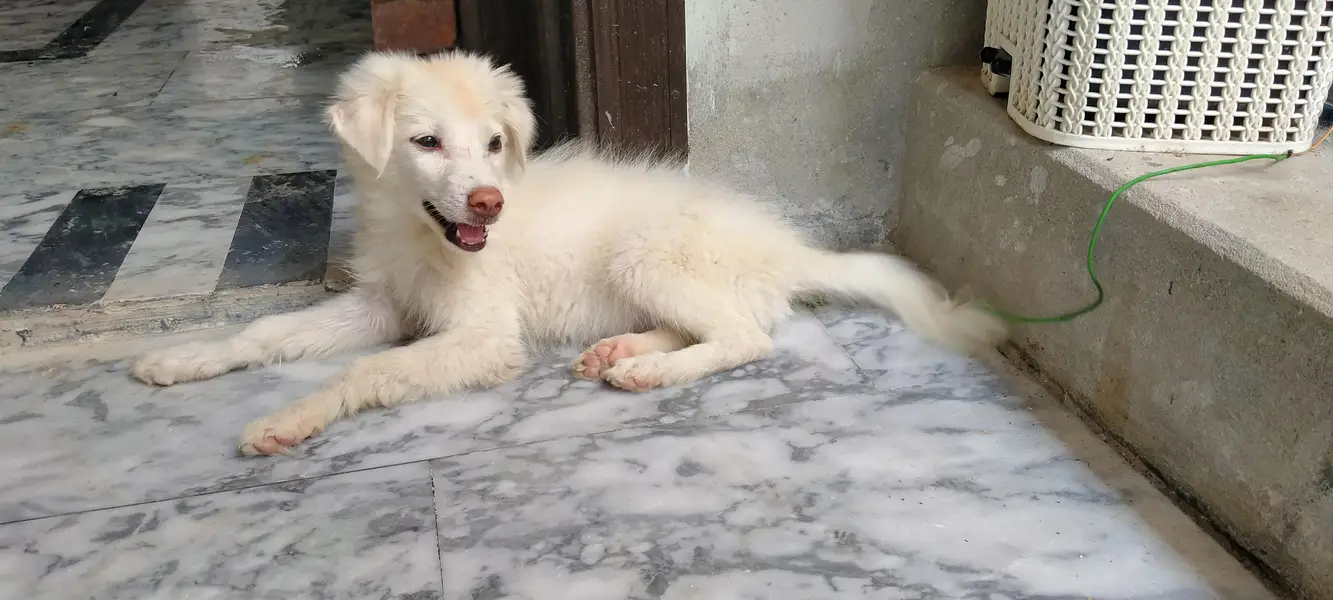 Russian dogs — photo 6