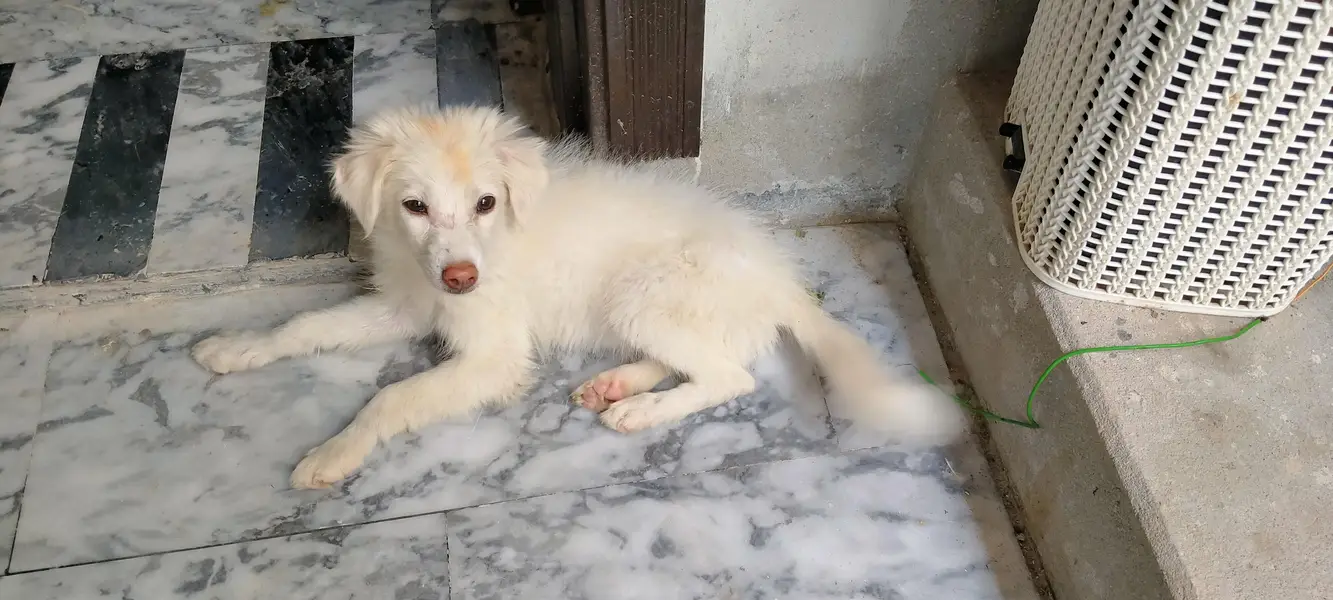 Russian dogs — photo 7