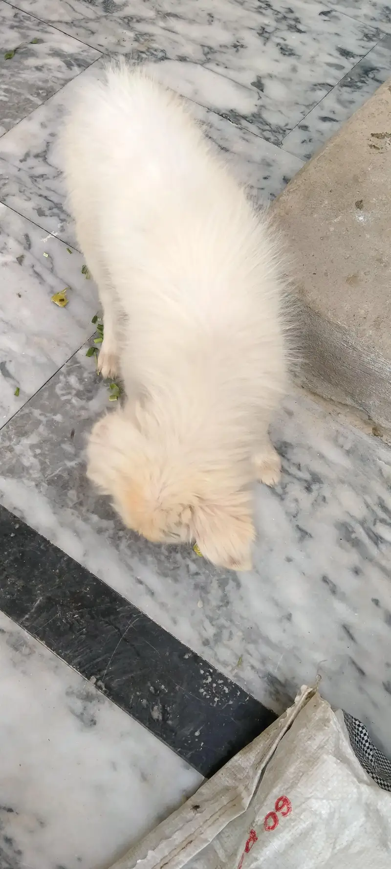 Russian dogs — photo 8
