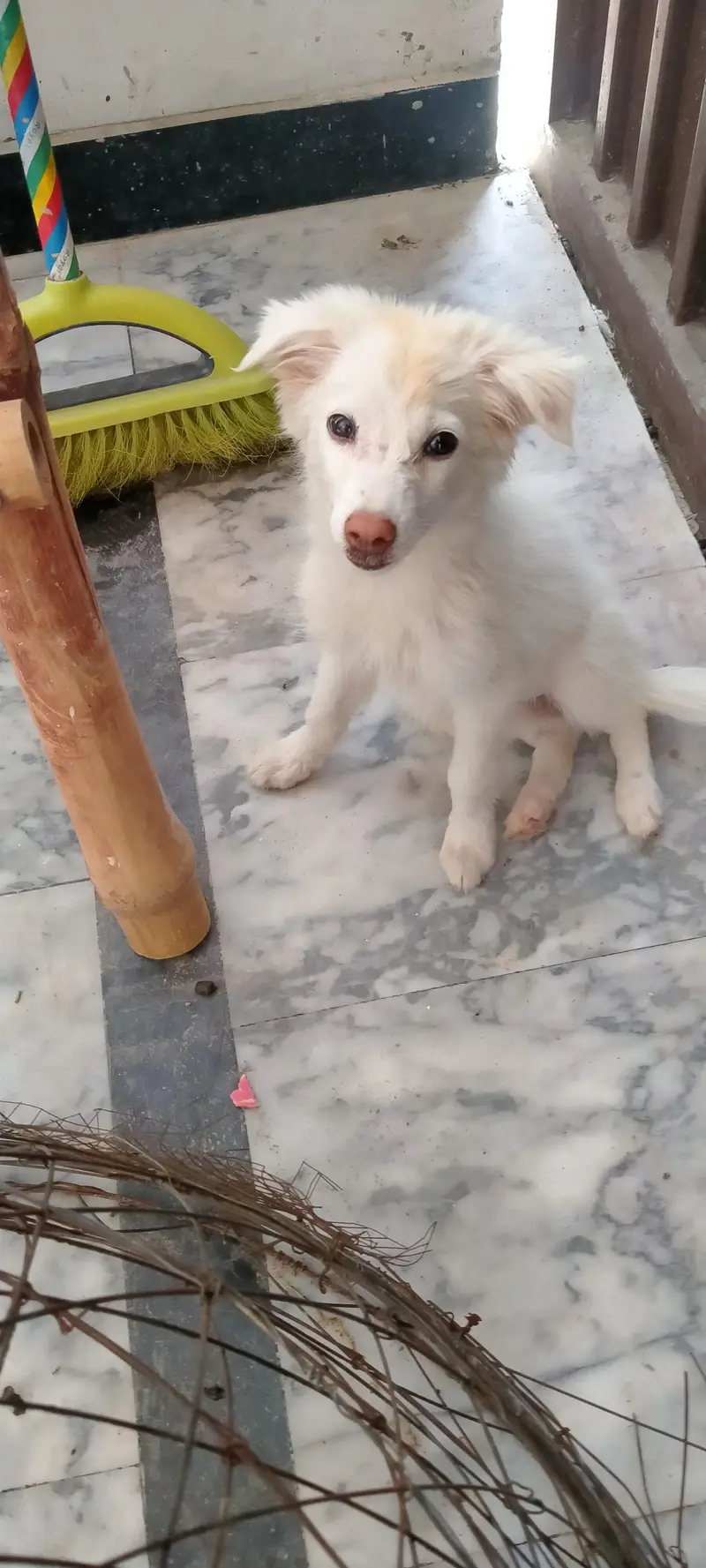 Russian dogs — photo 9