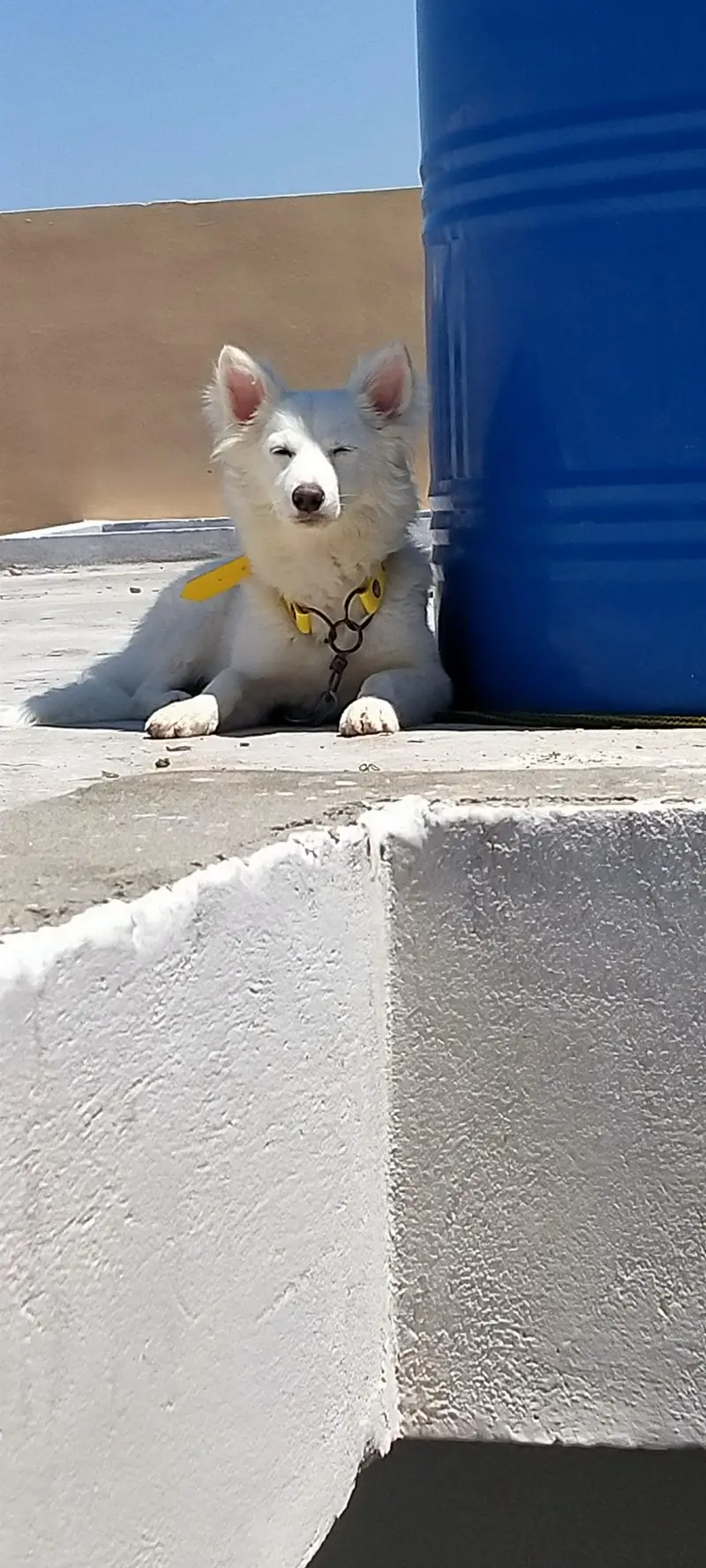 Russian dogs — photo 10