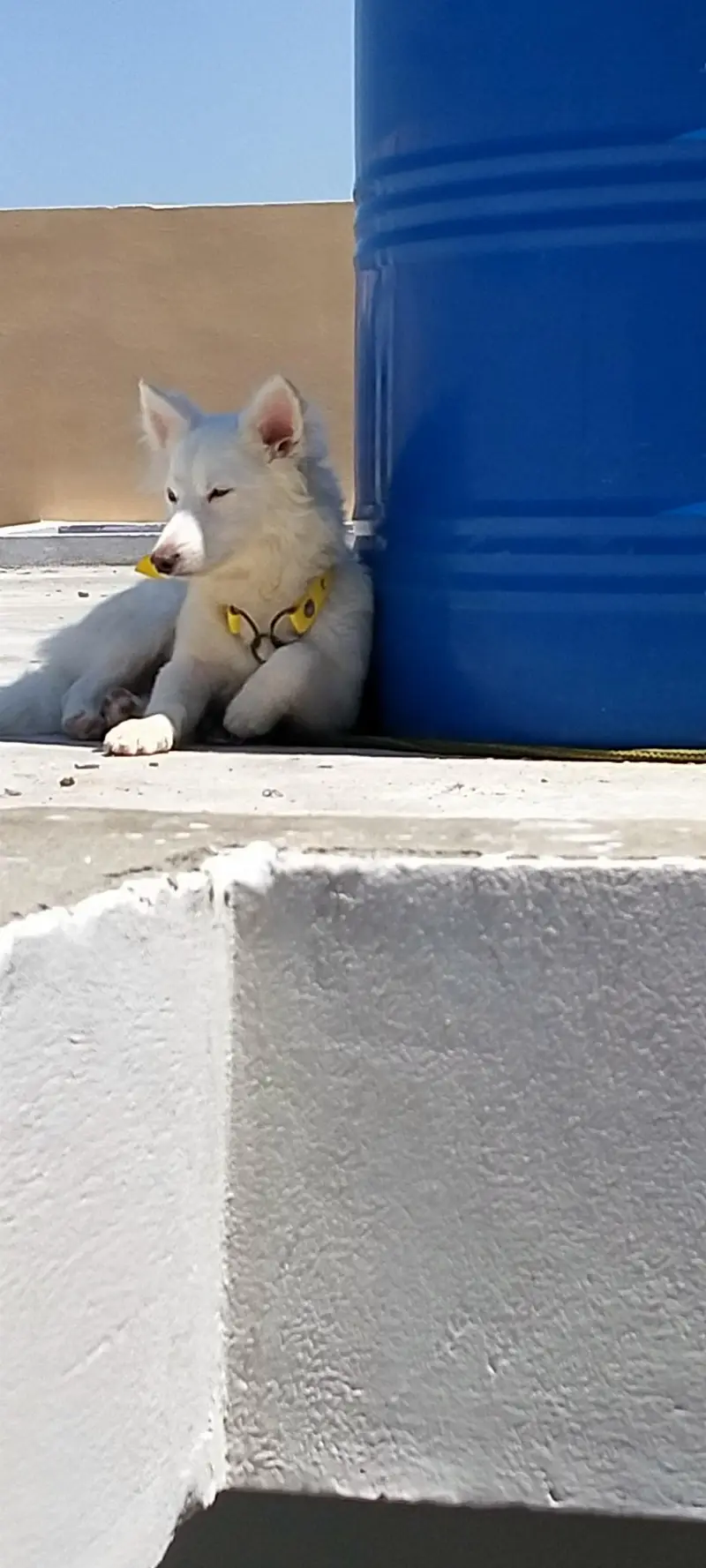 Russian dogs — photo 11