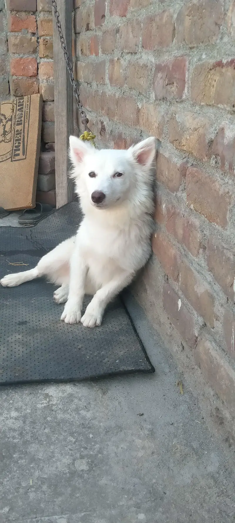 Russian dogs — photo 12
