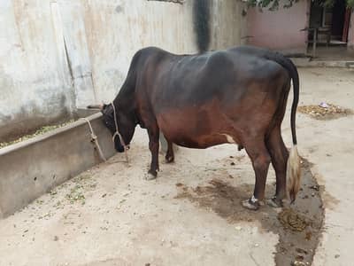 Cow For Sale 16 KG doodh