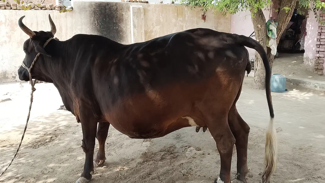 Cow For Sale 16 KG doodh — photo 2
