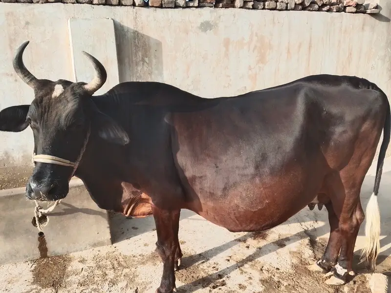 Cow For Sale 16 KG doodh — photo 3