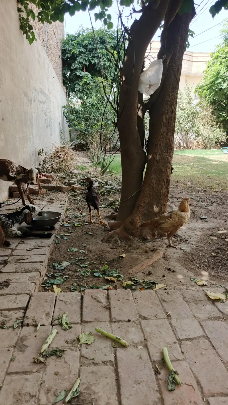 lakhe Aseel For sale — photo 3