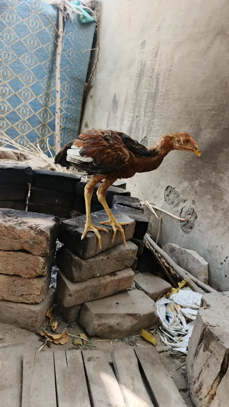 lakhe Aseel For sale — photo 4