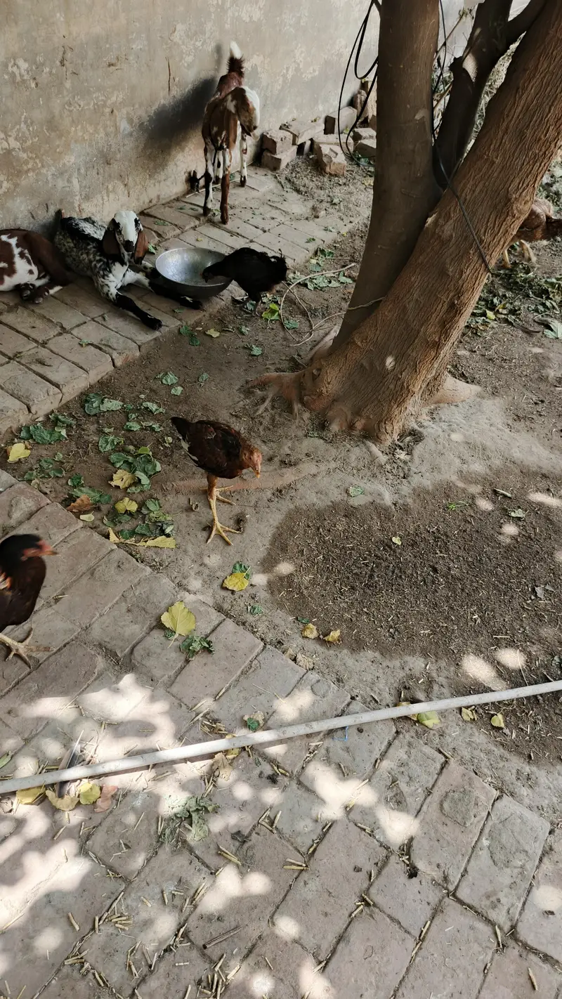 lakhe Aseel For sale — photo 5