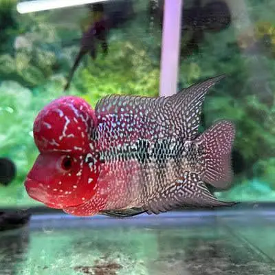 Fishers In Most Reasonable Rates TurtlesAquariumsWhatsapp Me To Buy