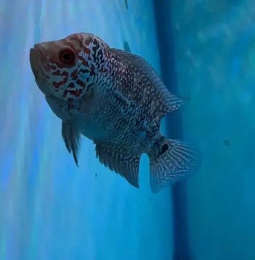 Fishers In Most Reasonable Rates TurtlesAquariumsWhatsapp Me To Buy — photo 2