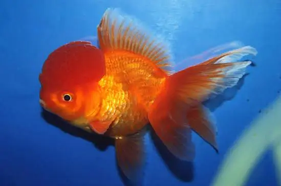 Fishers In Most Reasonable Rates TurtlesAquariumsWhatsapp Me To Buy — photo 3