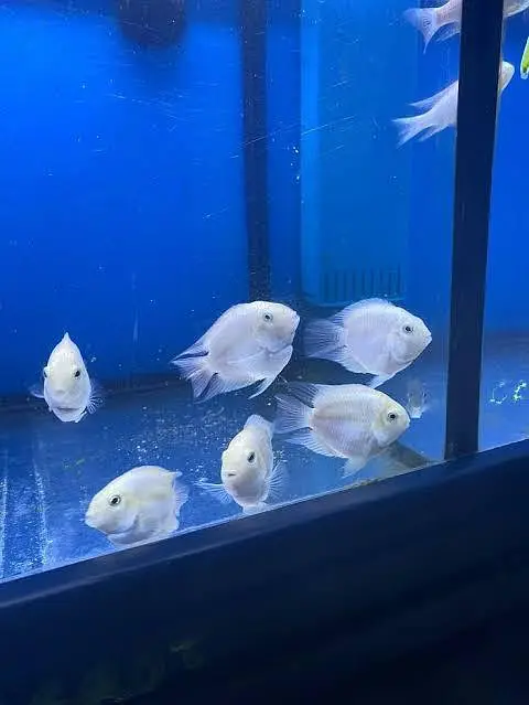 Fishers In Most Reasonable Rates TurtlesAquariumsWhatsapp Me To Buy — photo 5