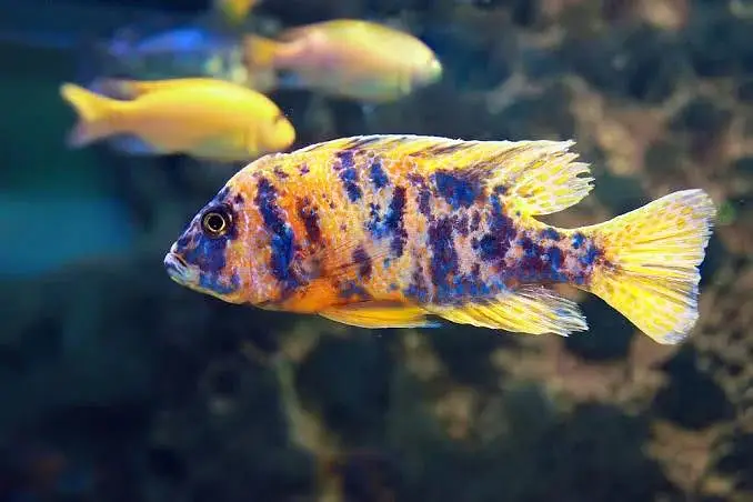 Fishers In Most Reasonable Rates TurtlesAquariumsWhatsapp Me To Buy — photo 7