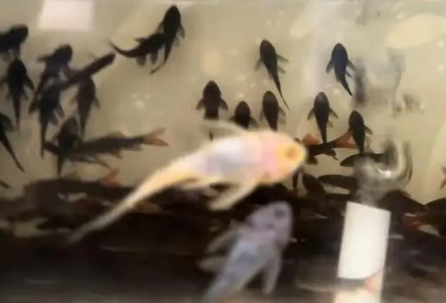 Fishers In Most Reasonable Rates TurtlesAquariumsWhatsapp Me To Buy — photo 8
