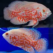 Fishers In Most Reasonable Rates TurtlesAquariumsWhatsapp Me To Buy — photo 10