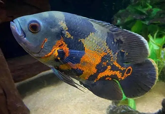 Fishers In Most Reasonable Rates TurtlesAquariumsWhatsapp Me To Buy — photo 11