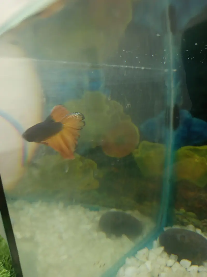 Fishers In Most Reasonable Rates TurtlesAquariumsWhatsapp Me To Buy — photo 12