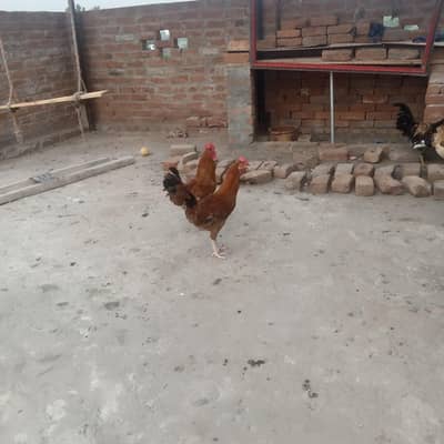 2 Desi murghey for sale wazan 1kg sey ziada hey        Rs. 2000