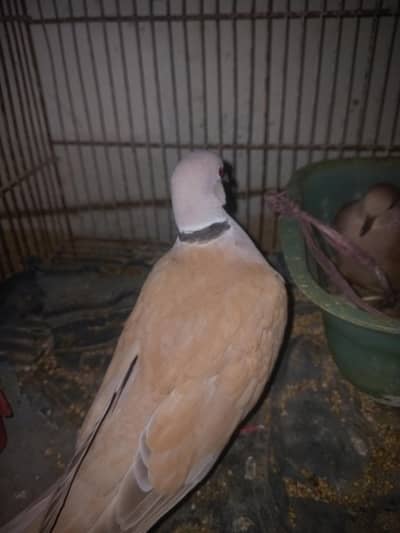 doves breeding pairs with one egg
