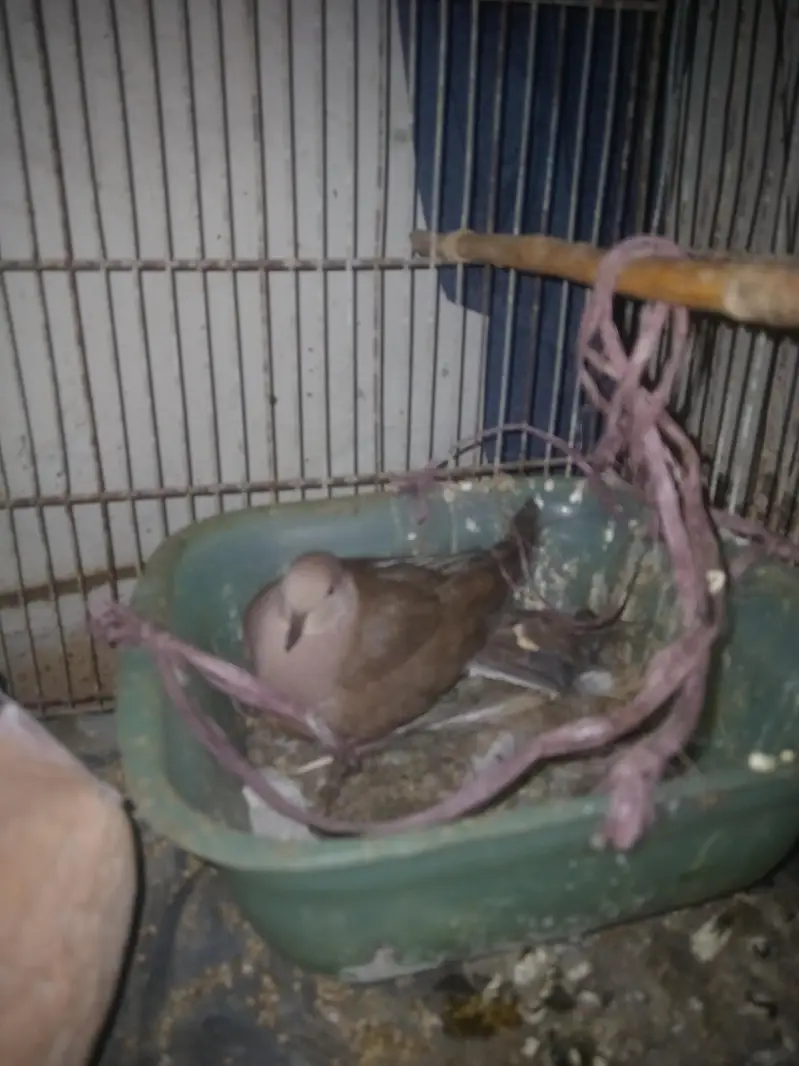 doves breeding pairs with one egg — photo 2