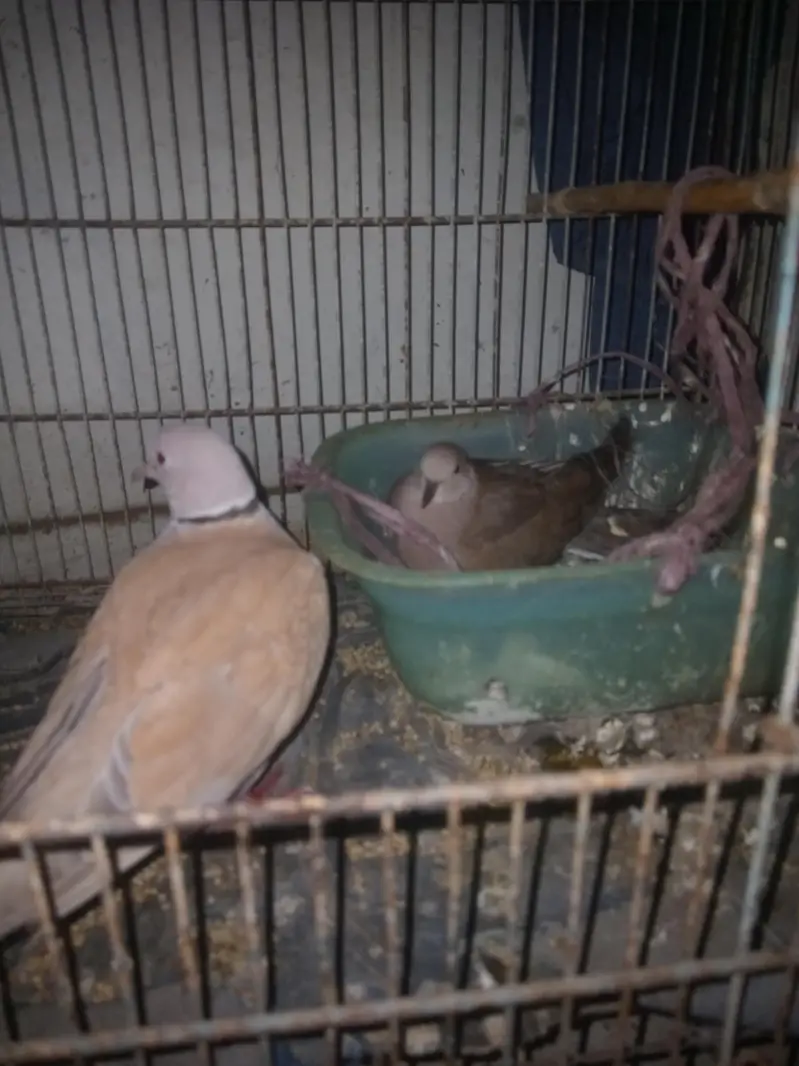 doves breeding pairs with one egg — photo 3