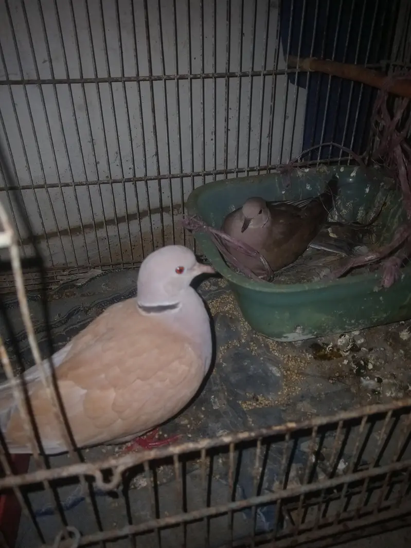 doves breeding pairs with one egg — photo 4