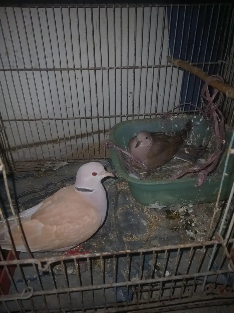 doves breeding pairs with one egg — photo 5