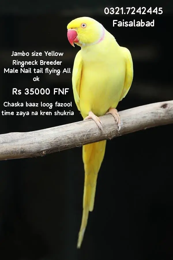 Raw pair + green cheek + Yellow — photo 2