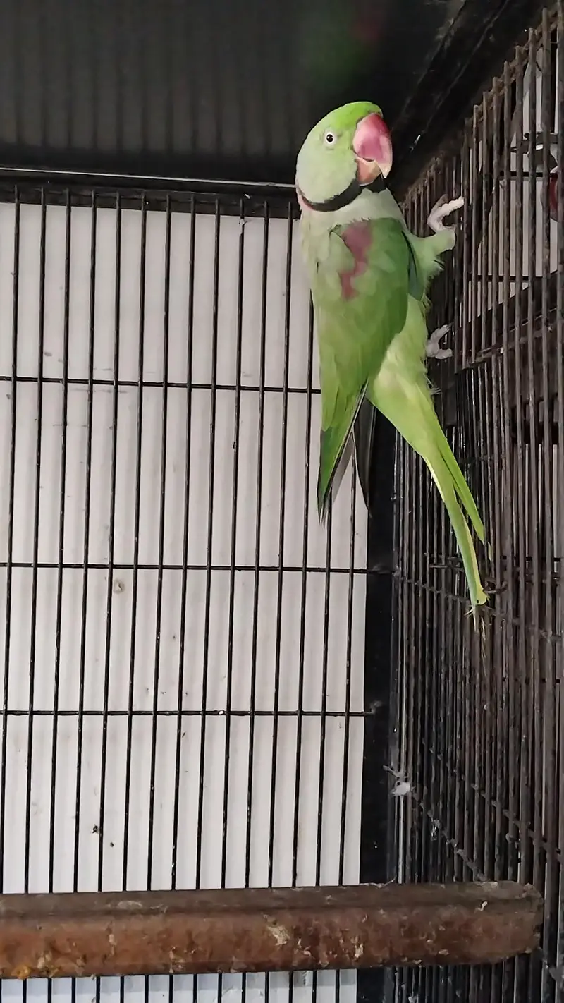 Raw pair + green cheek + Yellow — photo 3
