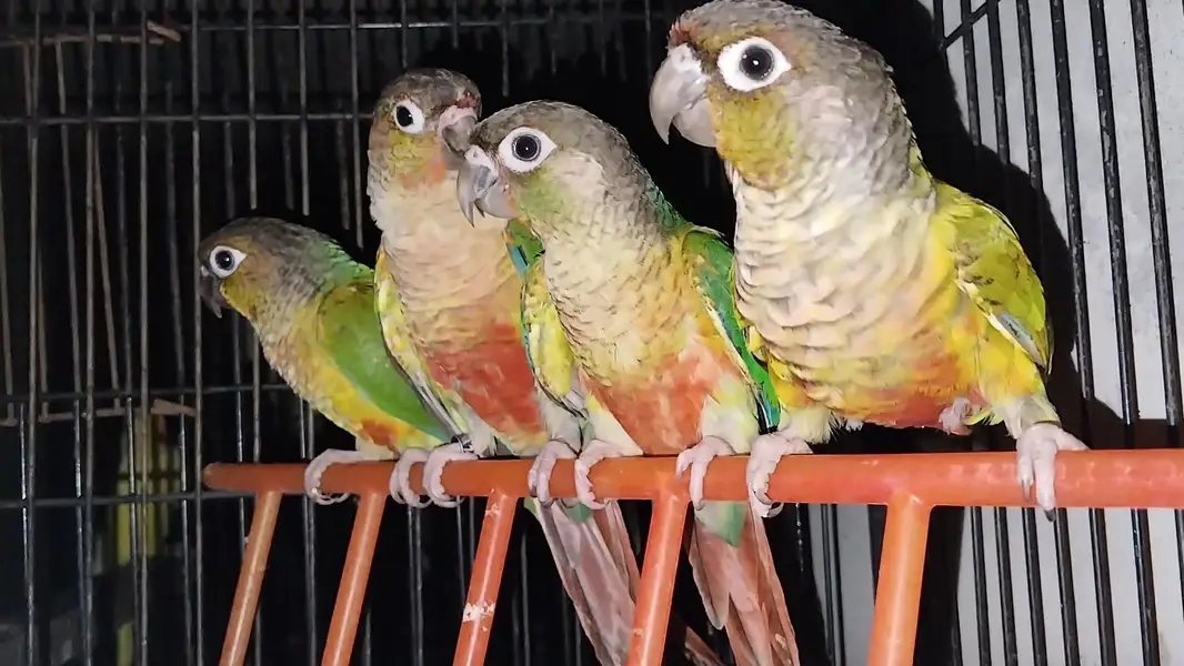 Raw pair + green cheek + Yellow — photo 4