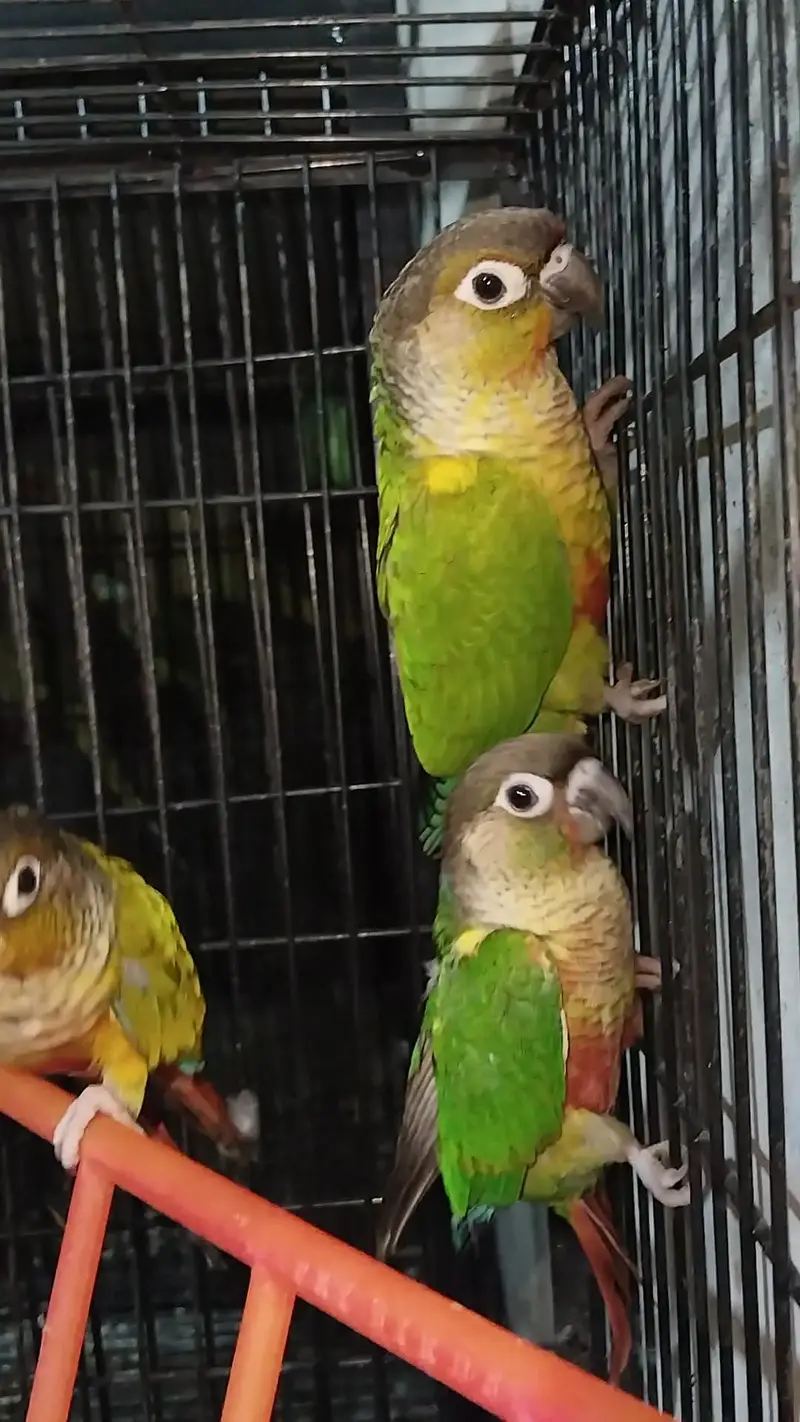 Raw pair + green cheek + Yellow — photo 5