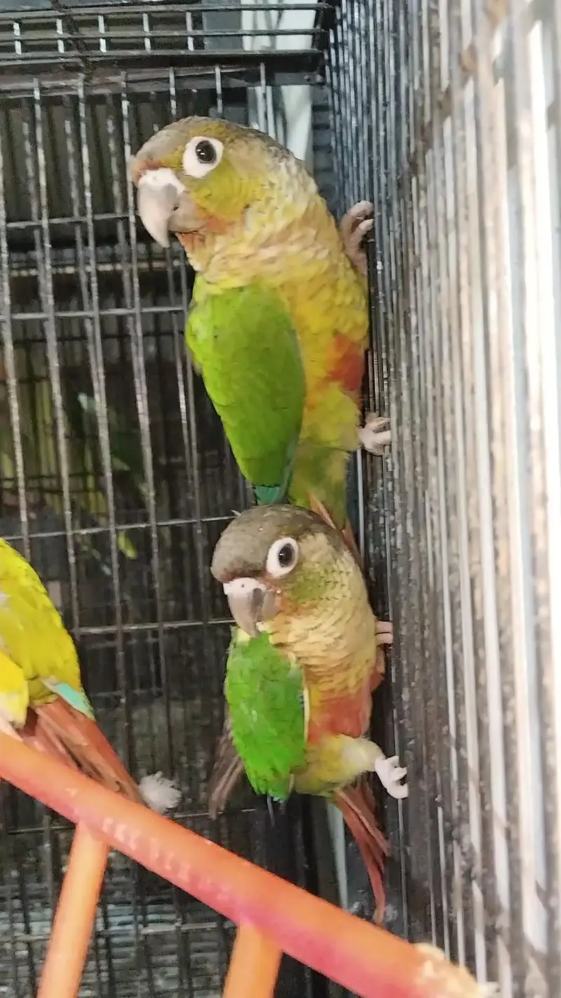 Raw pair + green cheek + Yellow — photo 6