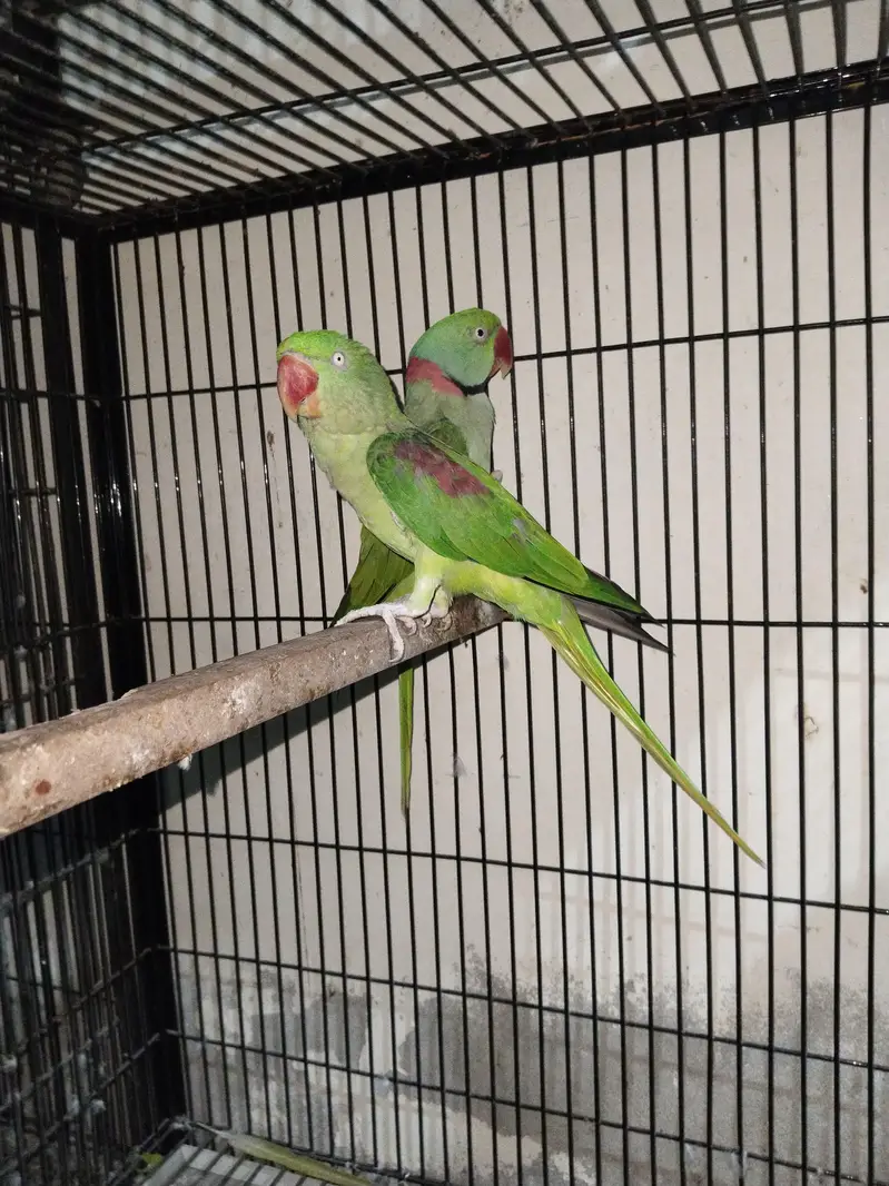 Raw pair + green cheek + Yellow — photo 7