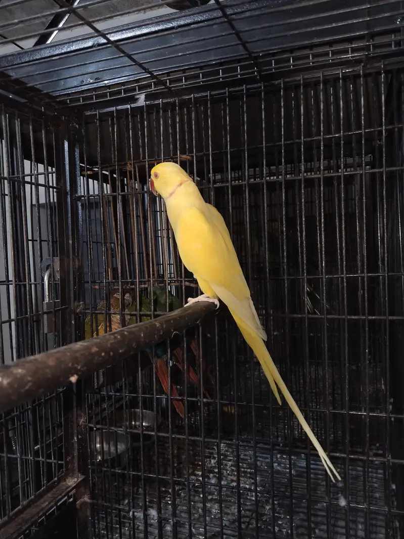 Raw pair + green cheek + Yellow — photo 8