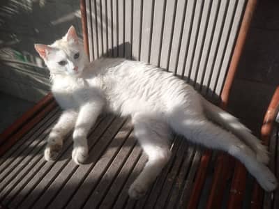 White persian cat