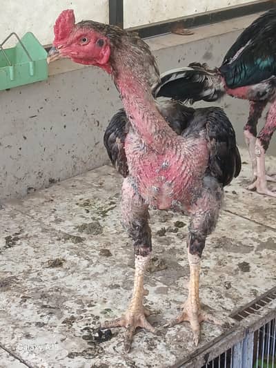 Sindhi breedar aseel for sale