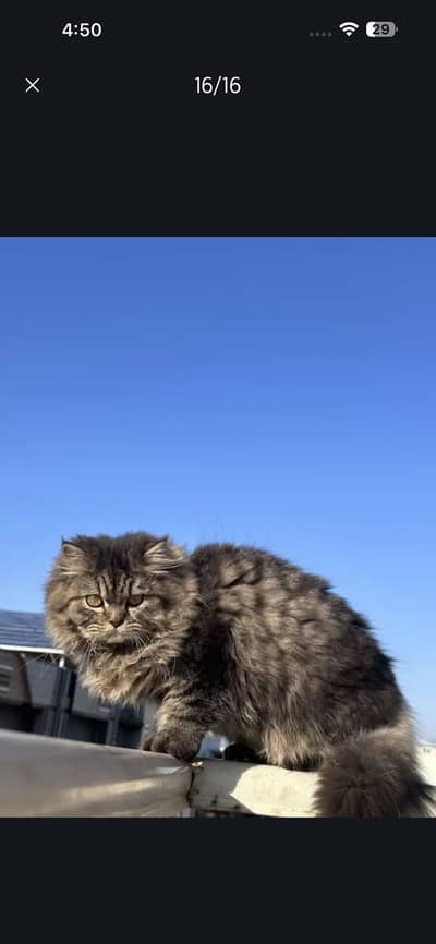 Persian cats for sale