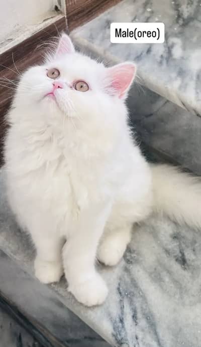 Persian cats for sale
