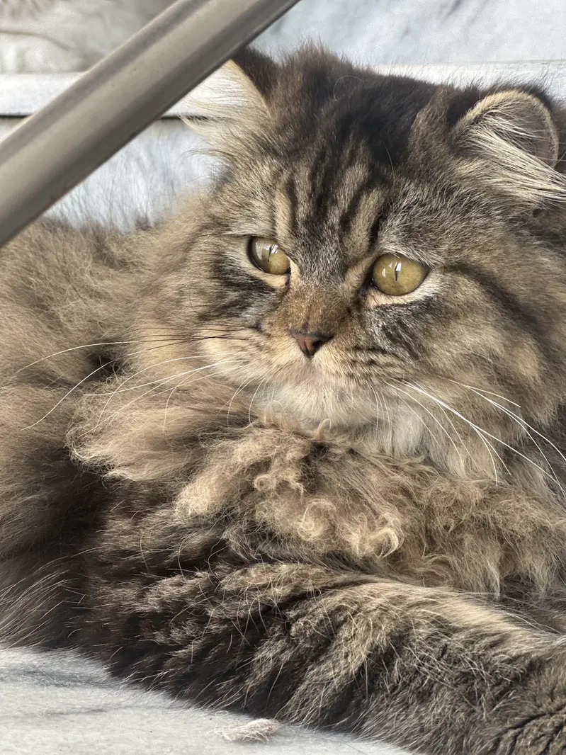 Persian cats for sale — photo 3